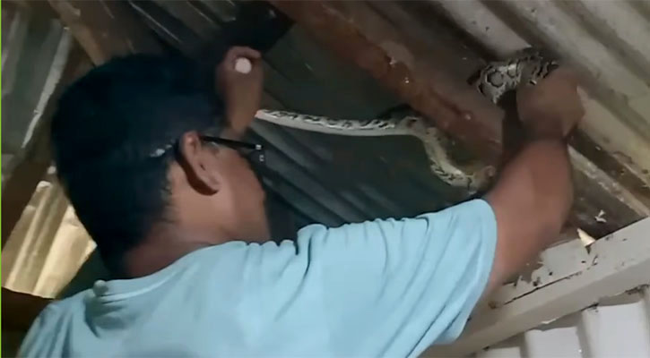 ঘরের সিলিঙে বসেছিল অজগর